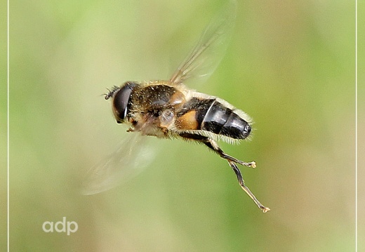 Eristalis pertinax, hoverfly, Alan Prowse